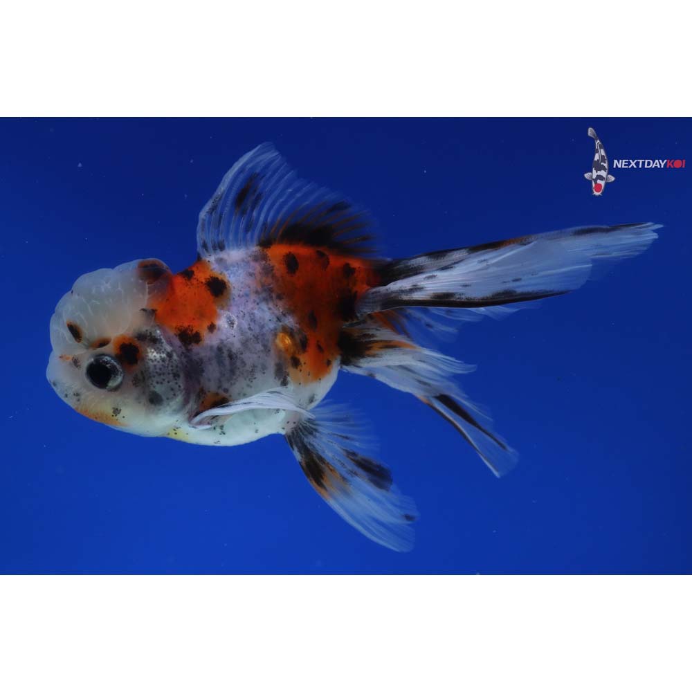 4.5” Imported Calico Oranda