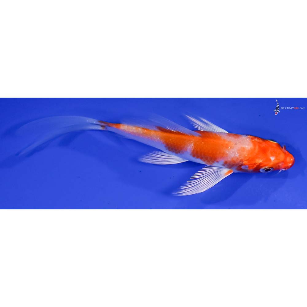 4” Imported Hariwake Butterfly Koi