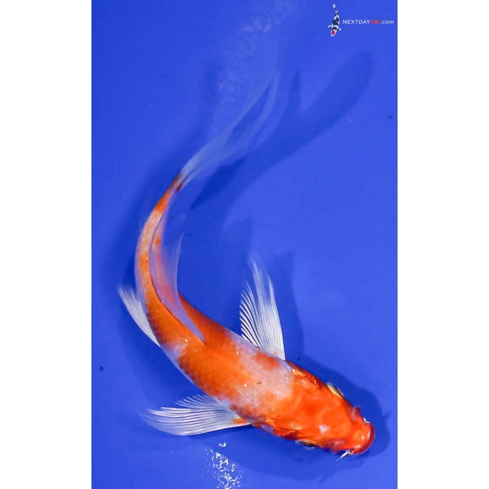 4” Imported Hariwake Butterfly Koi