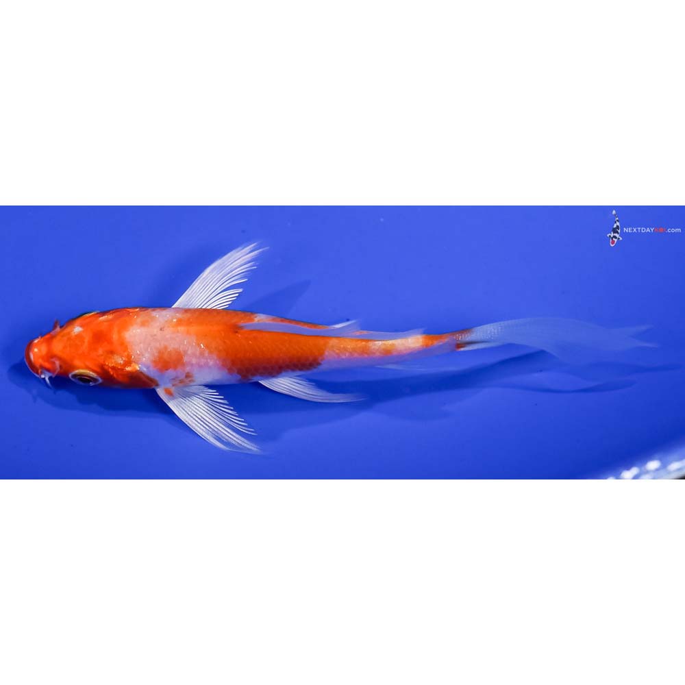 4” Imported Hariwake Butterfly Koi