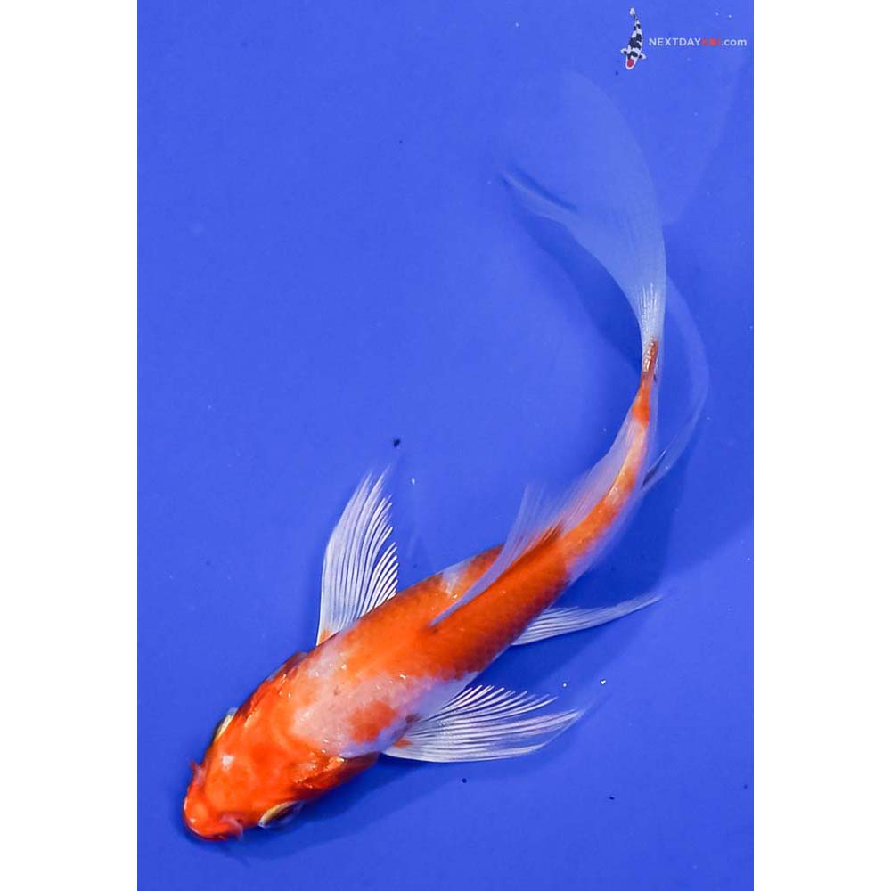 4” Imported Hariwake Butterfly Koi