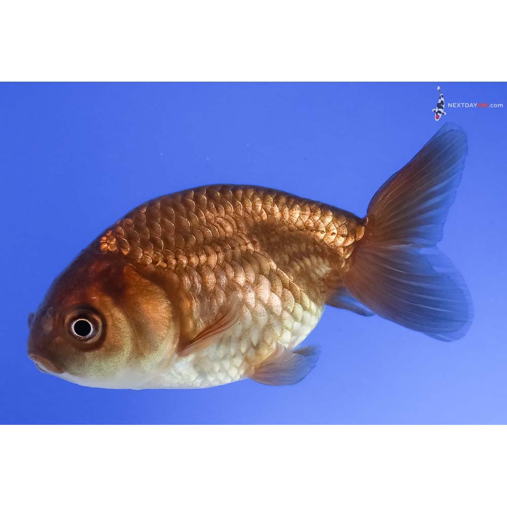 3” Imported Chocolate Ranchu