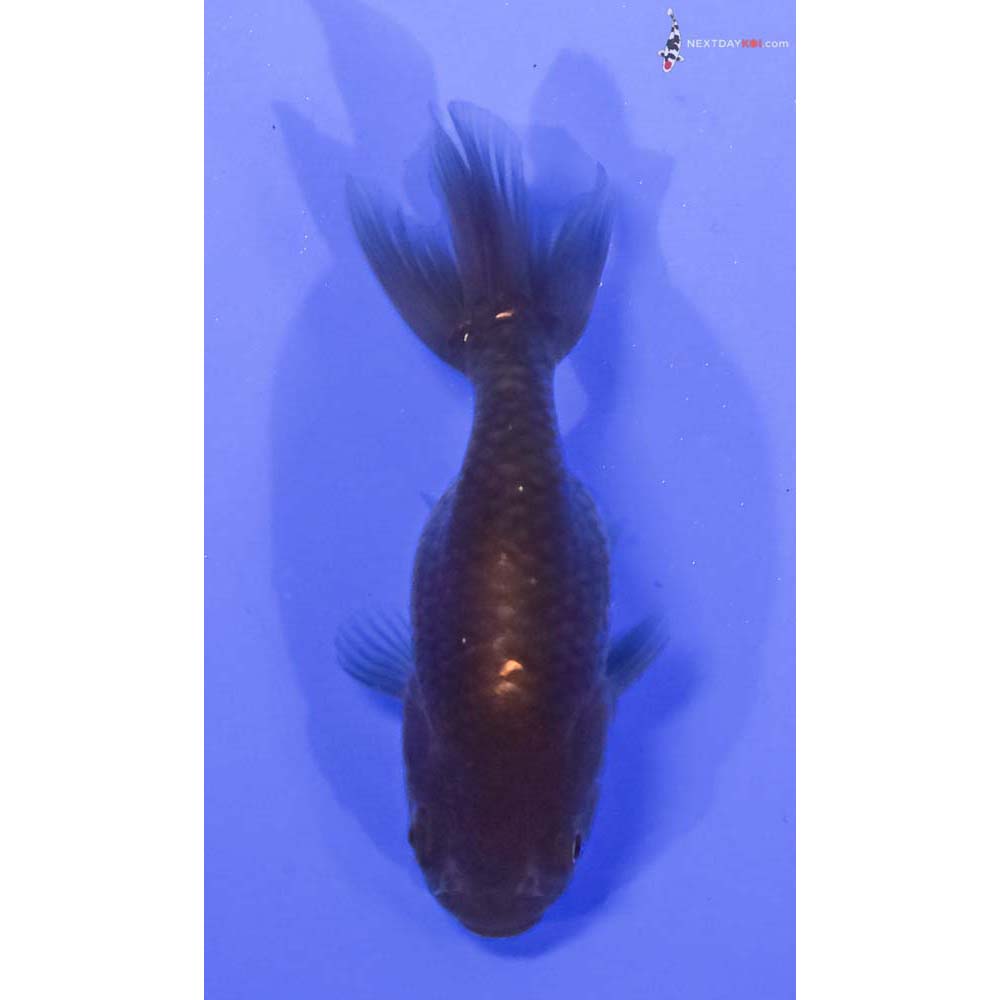 3” Imported Chocolate Ranchu