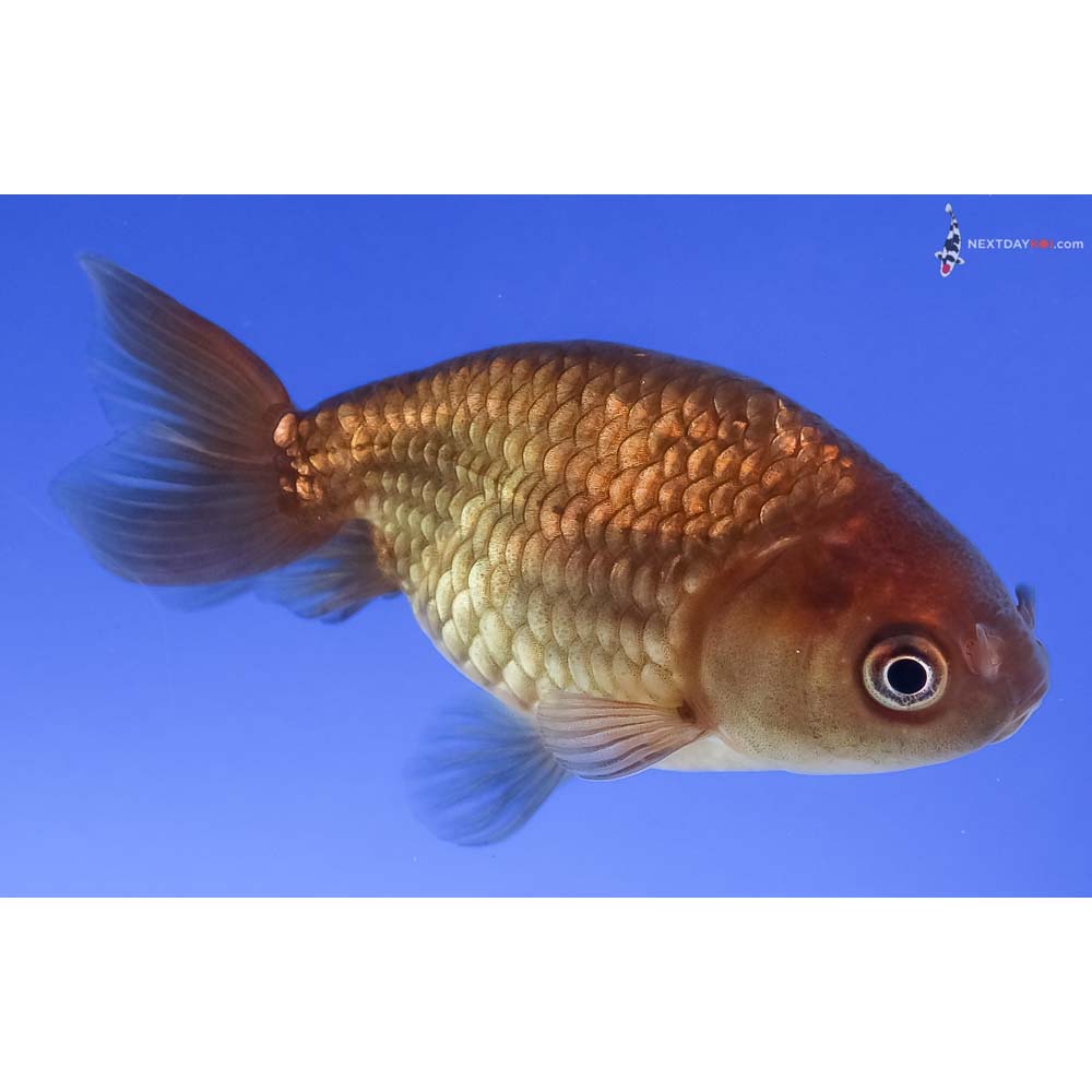 3” Imported Chocolate Ranchu