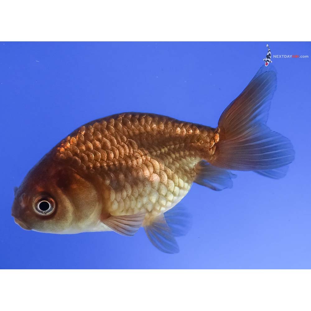 3” Imported Chocolate Ranchu
