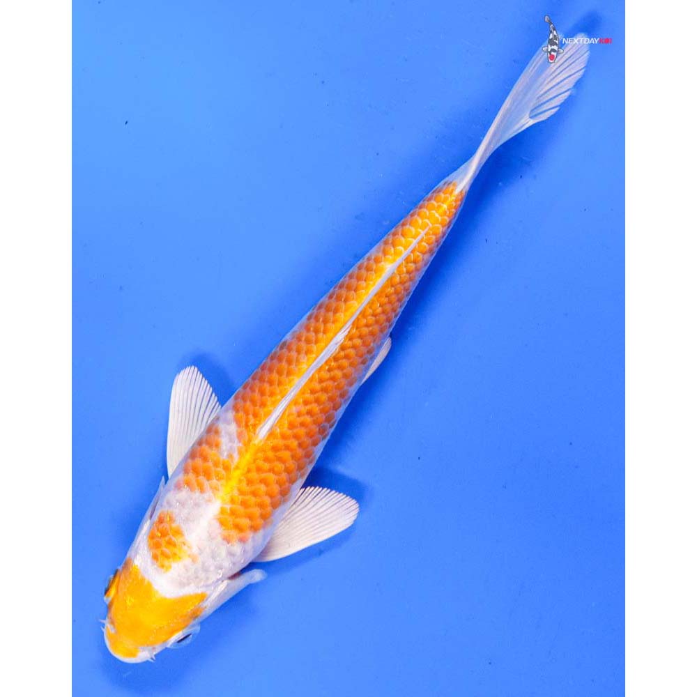 6” Imported Hariwake