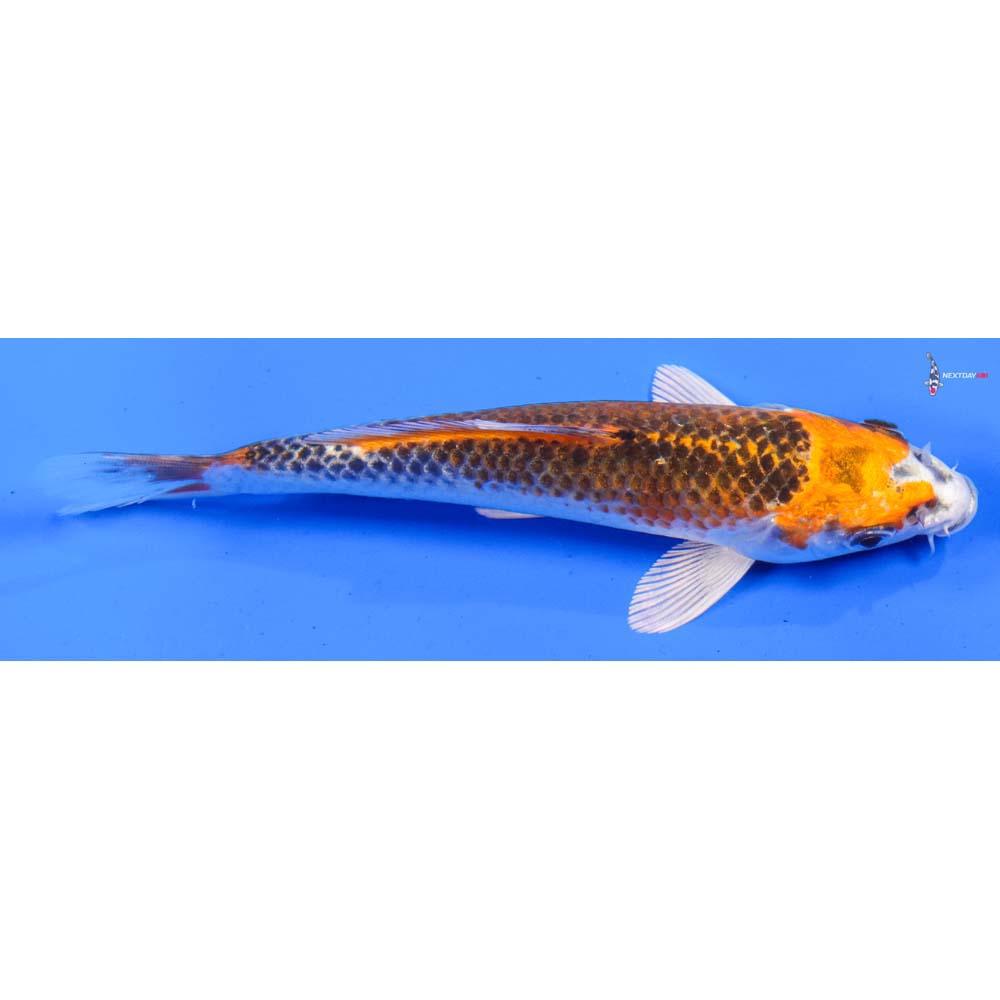 6” Imported Kujaku