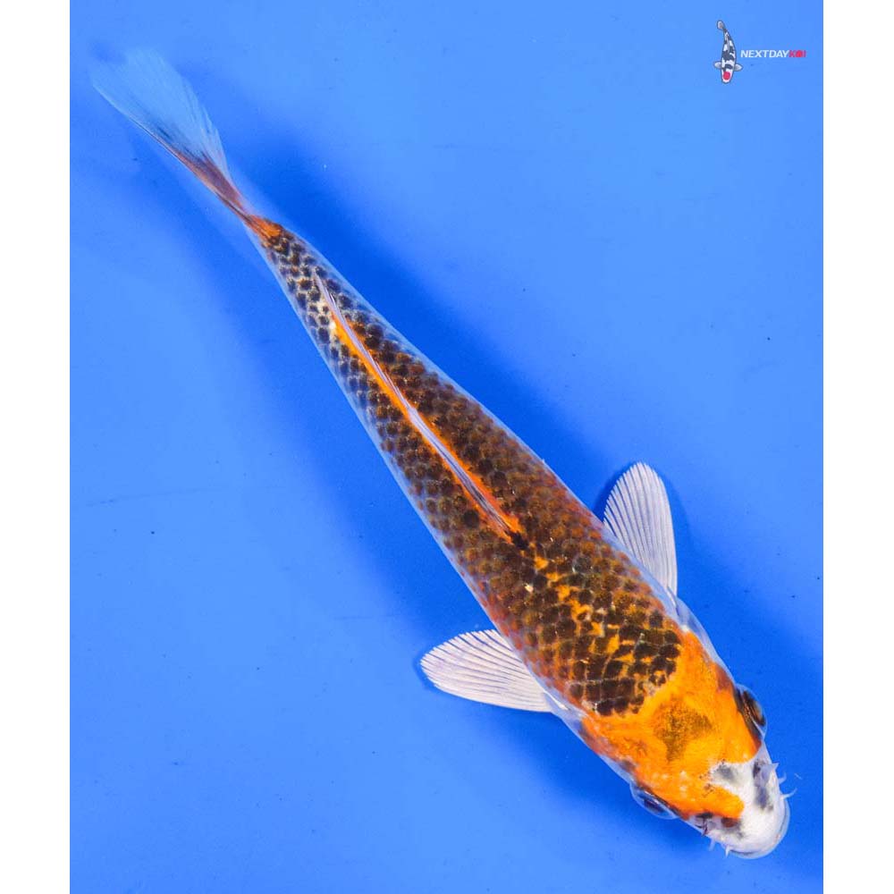 6” Imported Kujaku