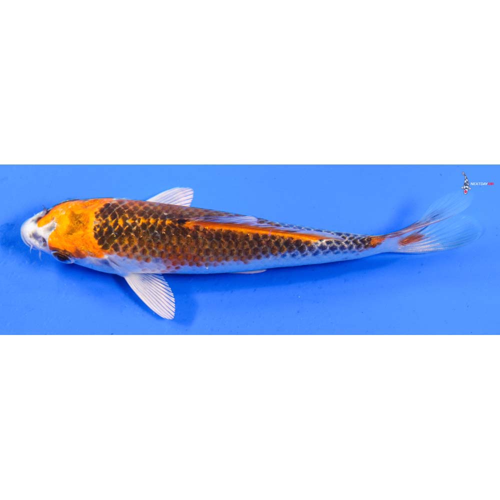 6” Imported Kujaku