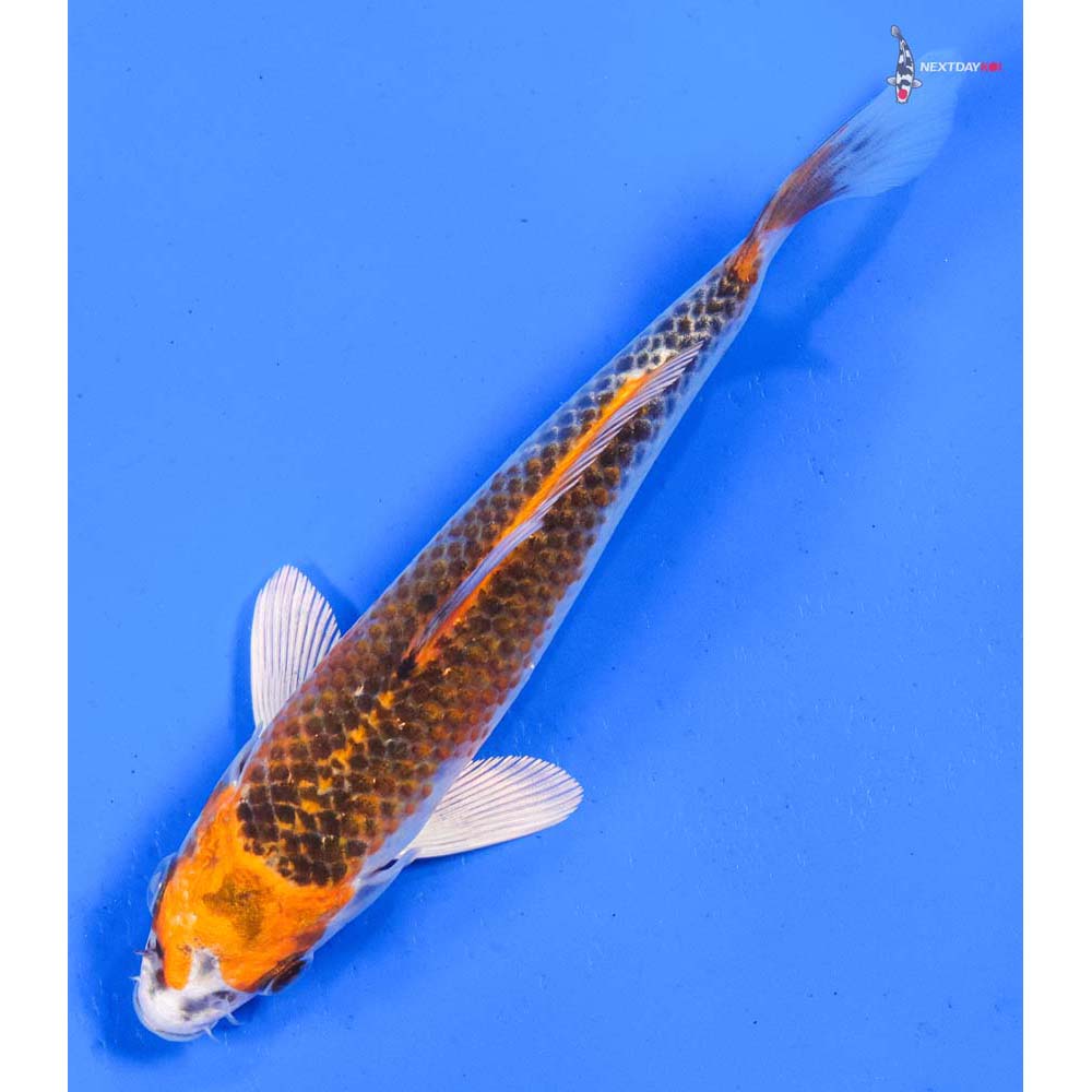 6” Imported Kujaku