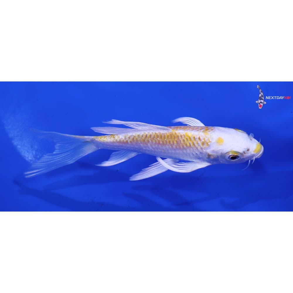 5” Imported Lemon Hariwake Butterfly Koi