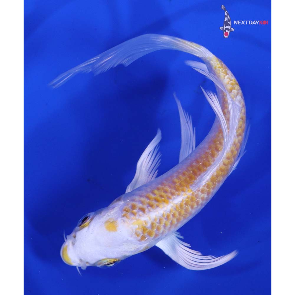 5” Imported Lemon Hariwake Butterfly Koi
