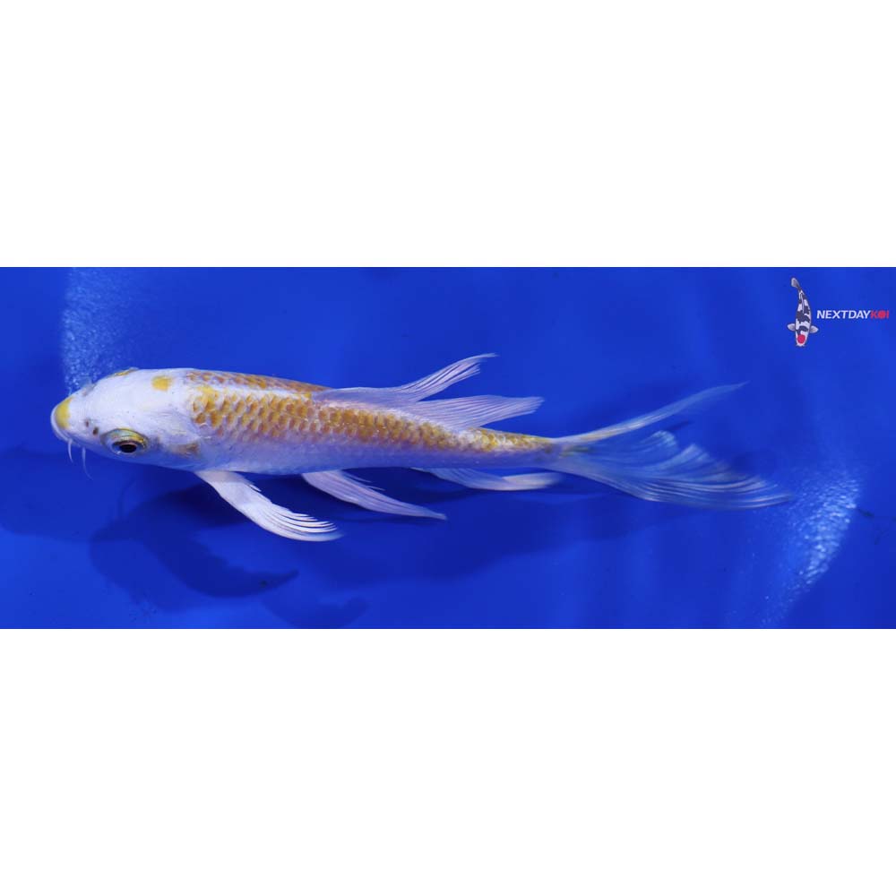 5” Imported Lemon Hariwake Butterfly Koi