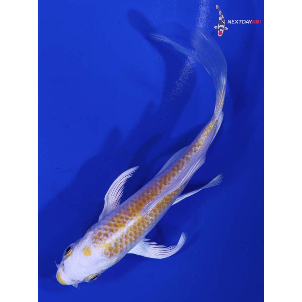 5” Imported Lemon Hariwake Butterfly Koi