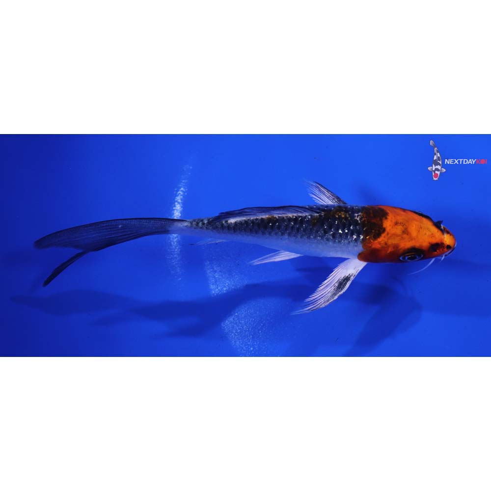 5” Imported Kujaku Butterfly Koi