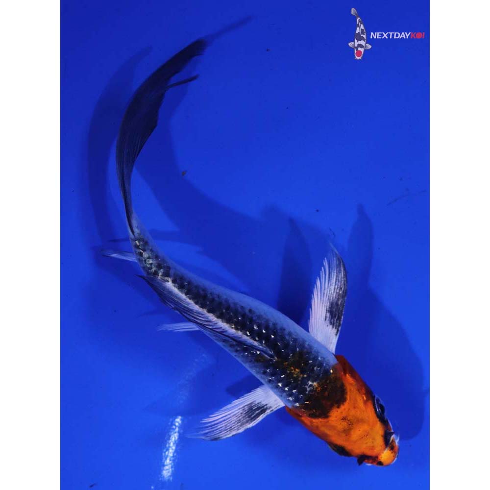 5” Imported Kujaku Butterfly Koi