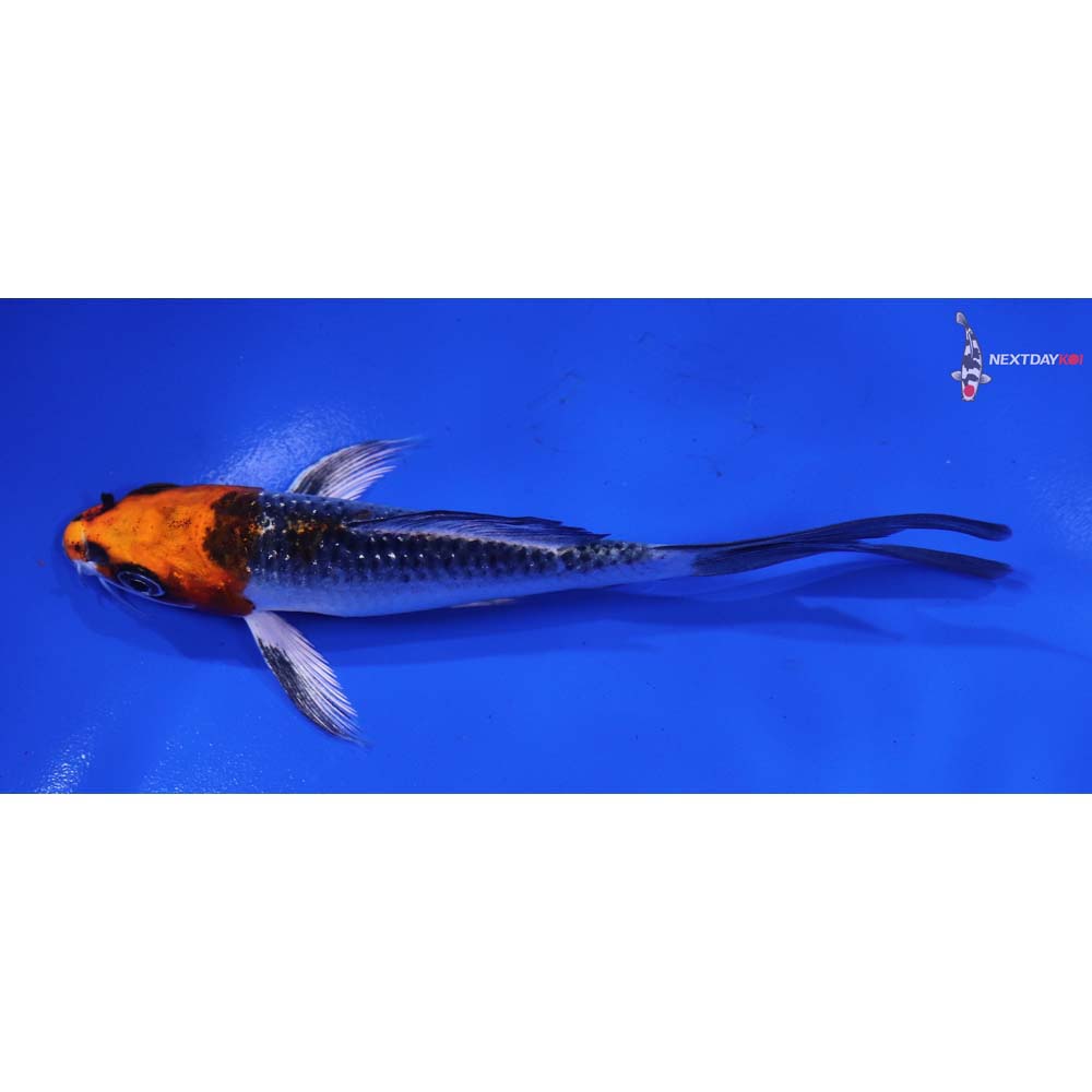5” Imported Kujaku Butterfly Koi