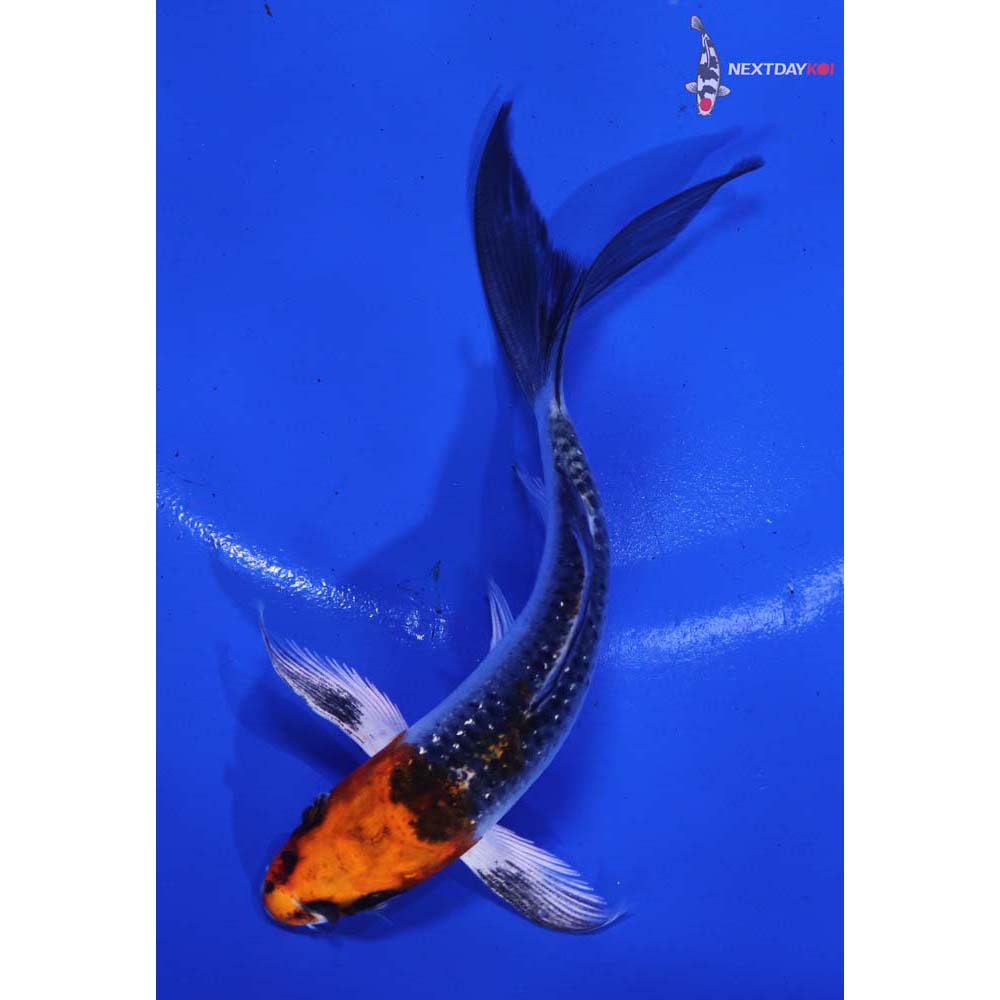 5” Imported Kujaku Butterfly Koi