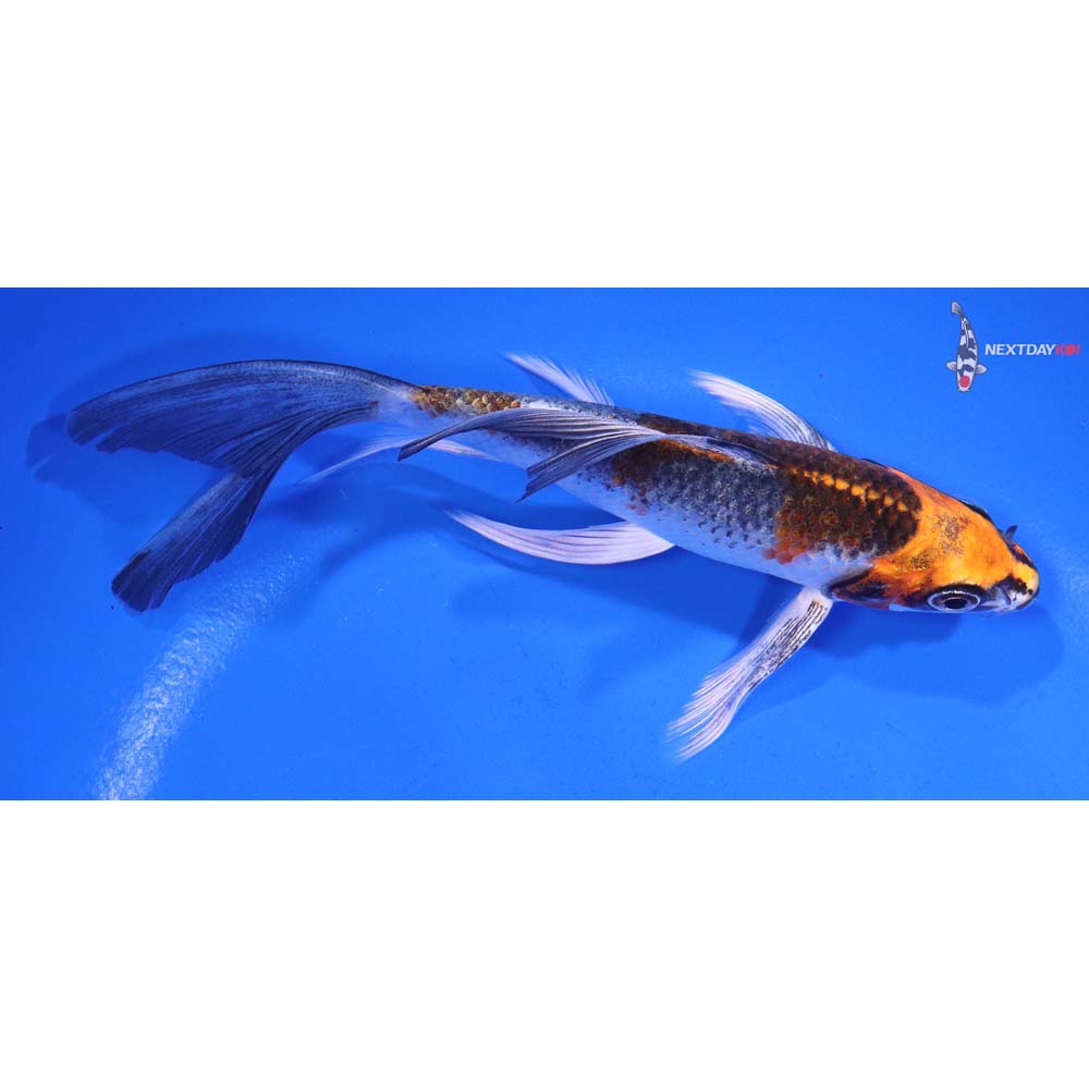 5.5” Imported Kujaku Butterfly Koi