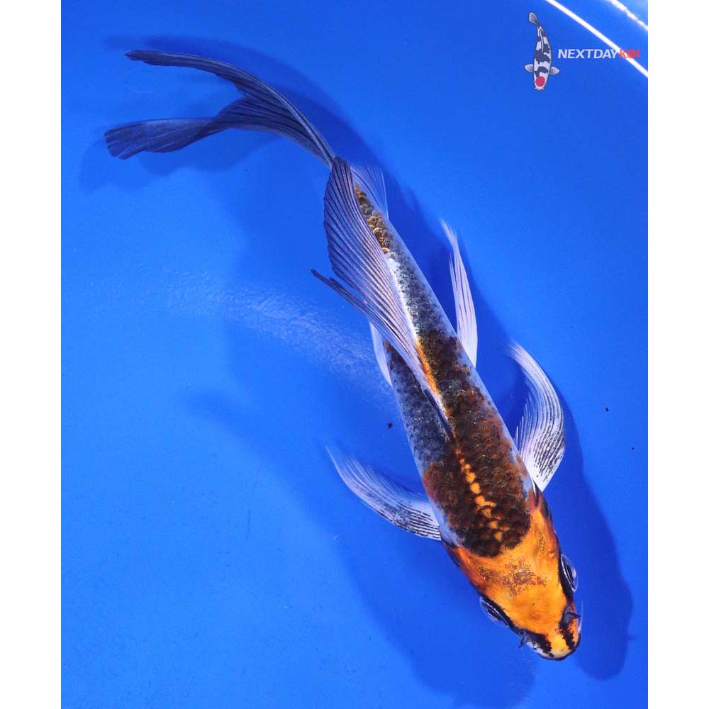 5.5” Imported Kujaku Butterfly Koi