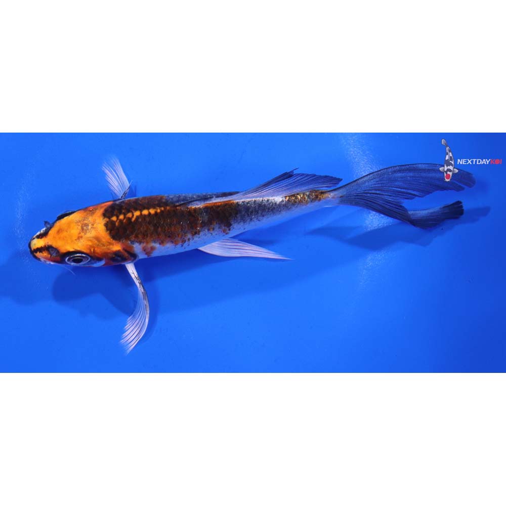 5.5” Imported Kujaku Butterfly Koi