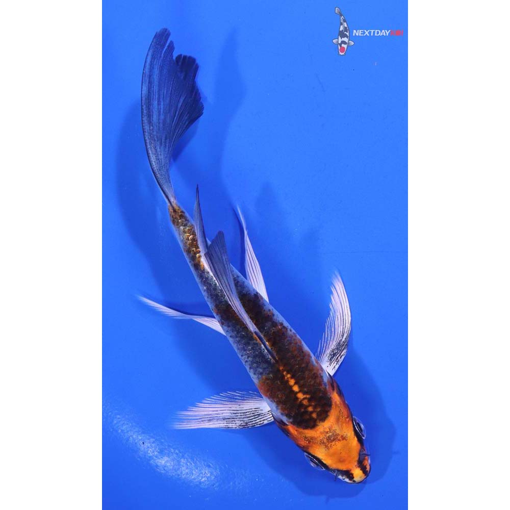 5.5” Imported Kujaku Butterfly Koi