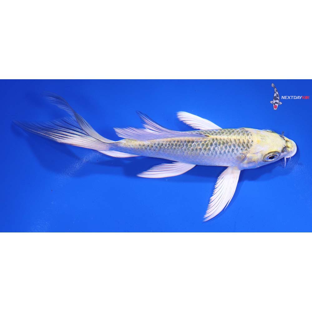 5.5” Imported Kujaku Butterfly Koi