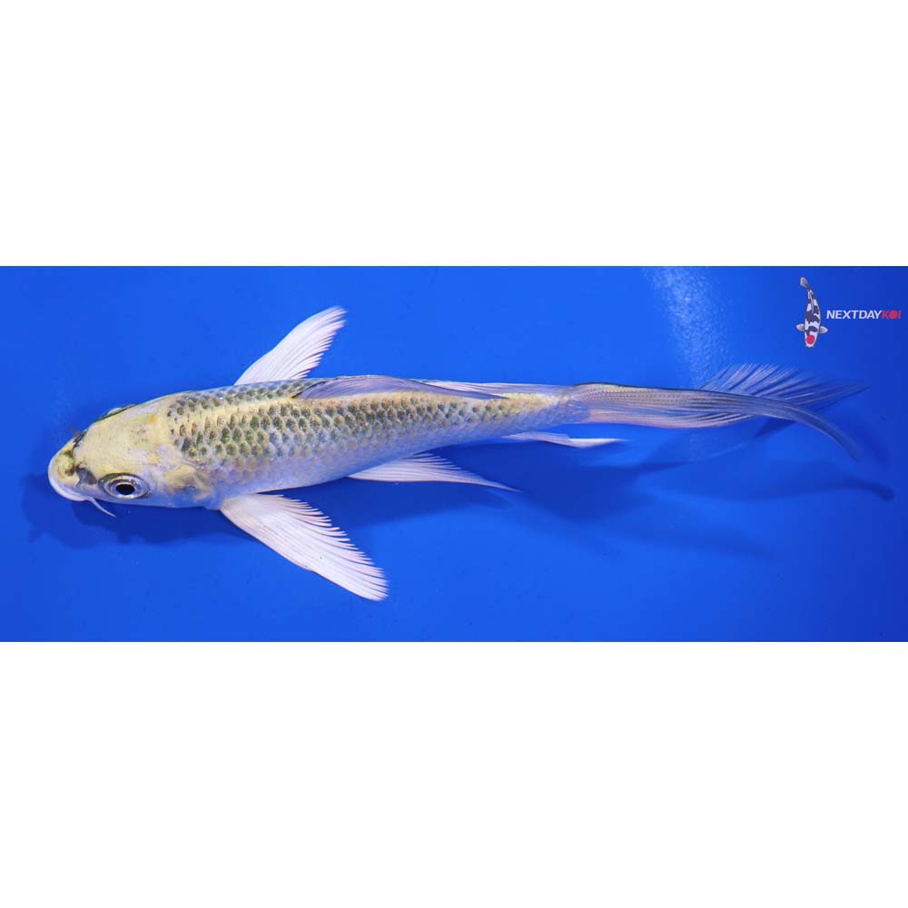 5.5” Imported Kujaku Butterfly Koi