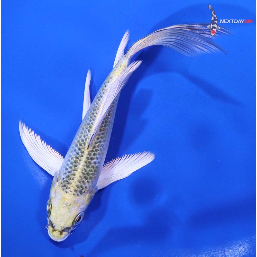 5.5” Imported Kujaku Butterfly Koi