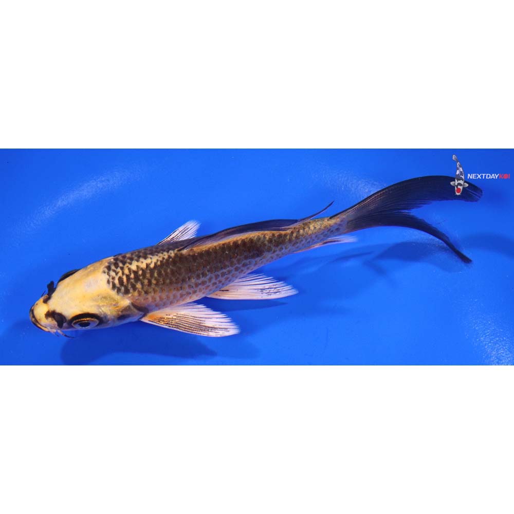 5” Imported Ki Matsuba Butterfly Koi