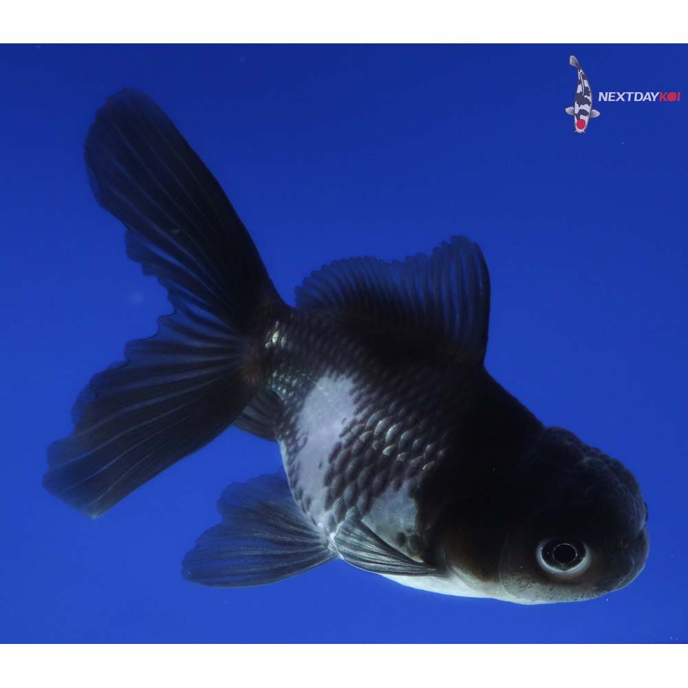 3.5” Imported Tri Color Panda Oranda