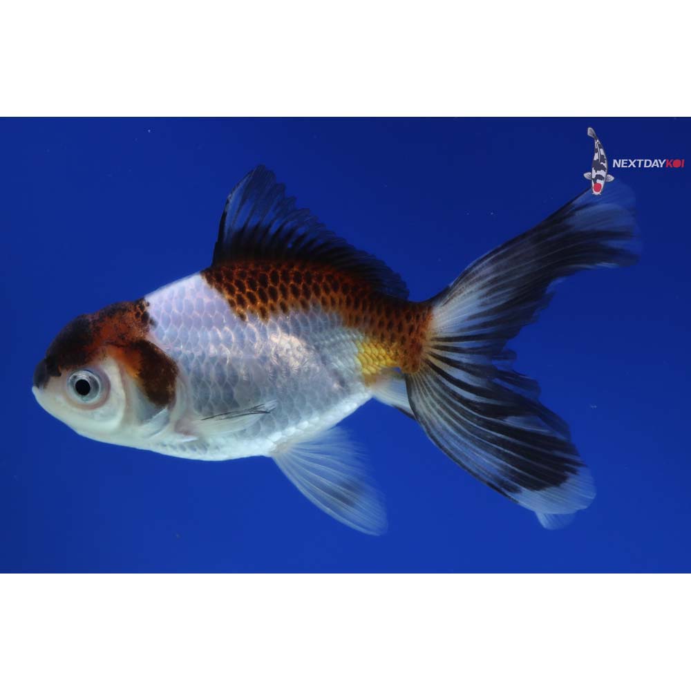 4” Imported Tri Color Panda Oranda