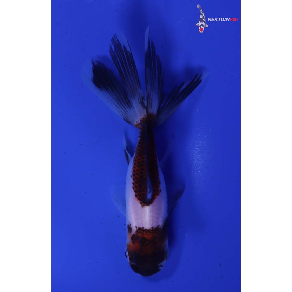 4” Imported Tri Color Panda Oranda