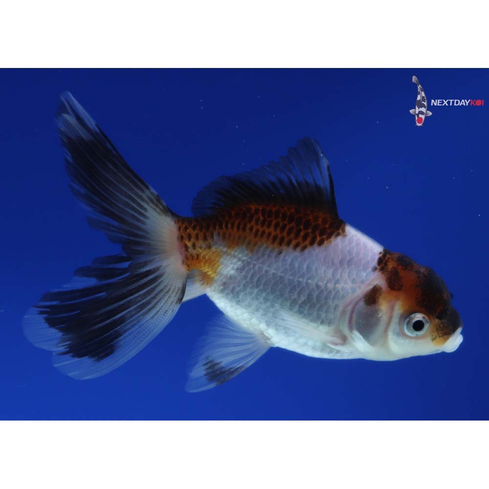 4” Imported Tri Color Panda Oranda