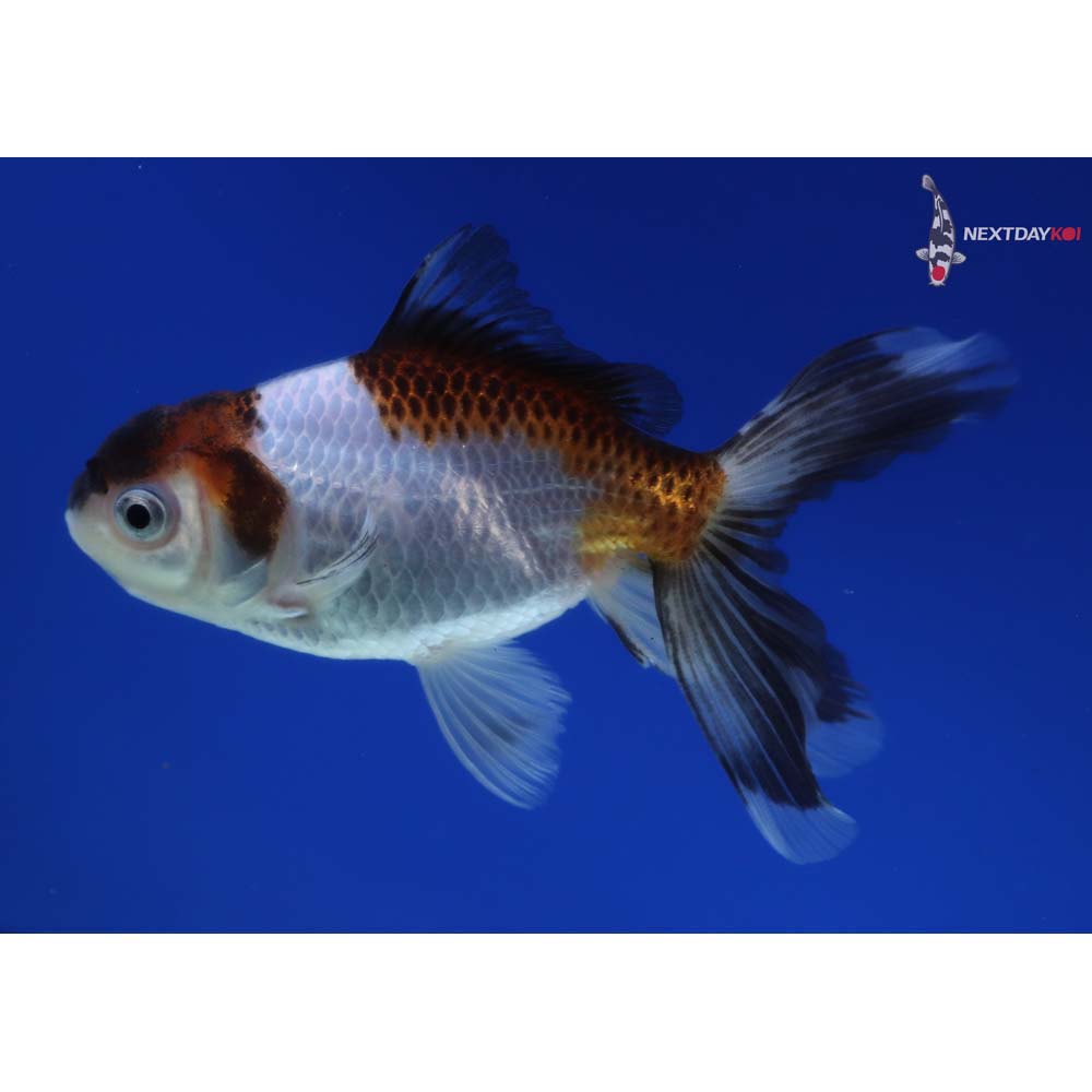 4” Imported Tri Color Panda Oranda