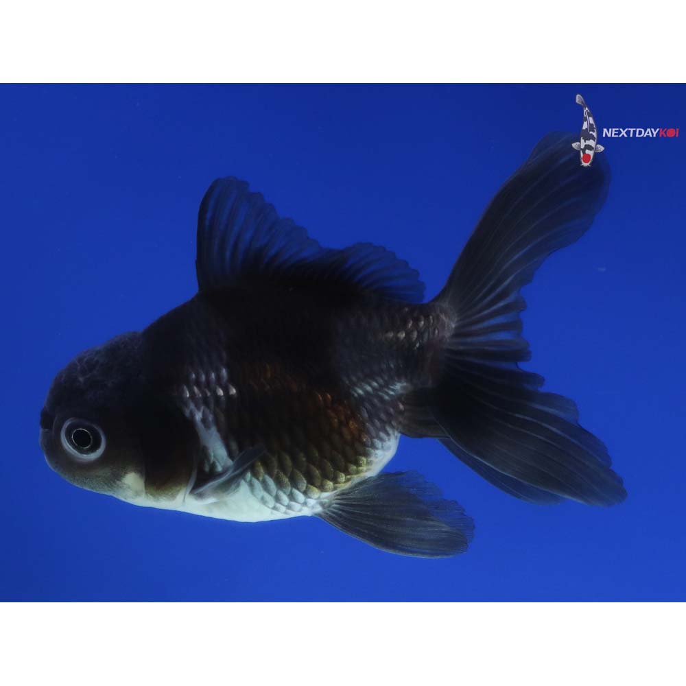 3.5” Imported Tri Color Panda Oranda
