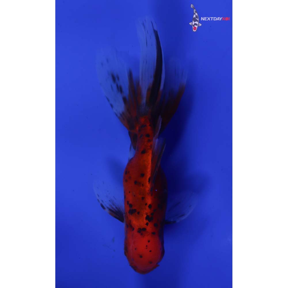 4.5” Imported Calico Oranda