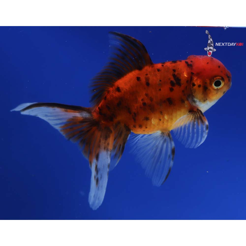 4.5” Imported Calico Oranda