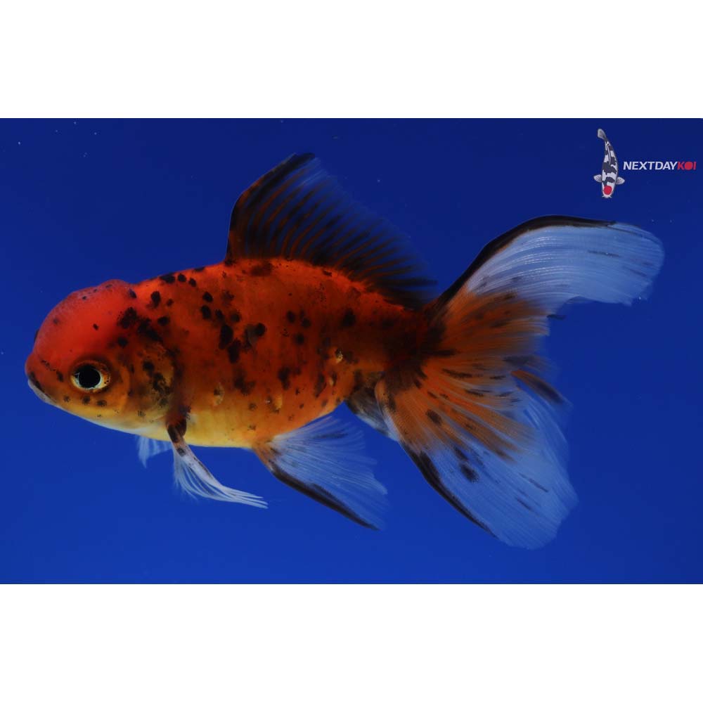 4.5” Imported Calico Oranda