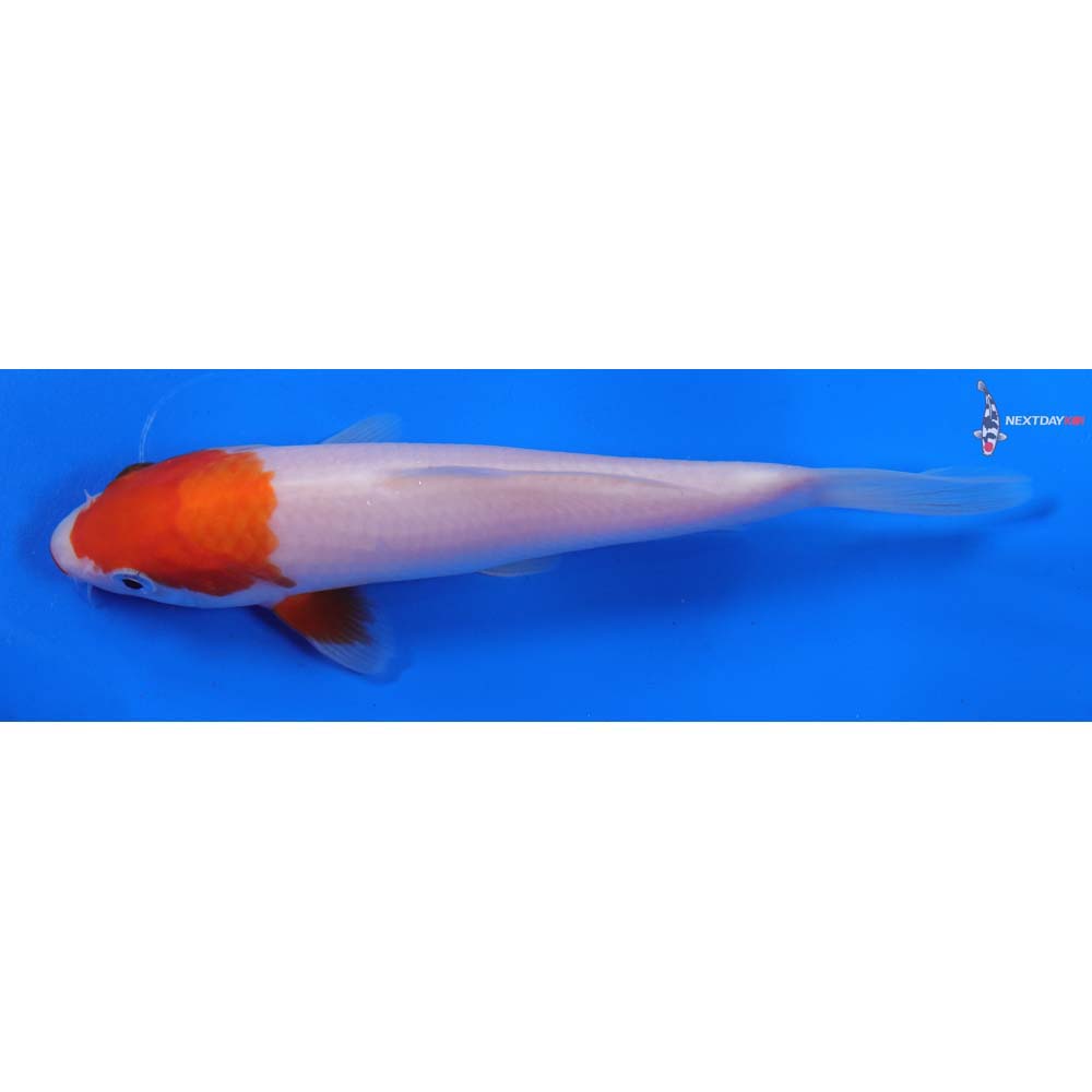 6” Imported Kohaku