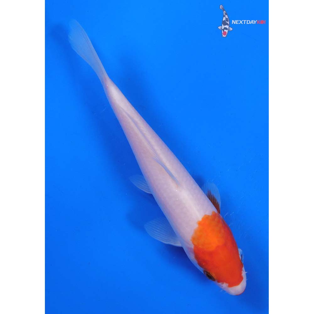6” Imported Kohaku