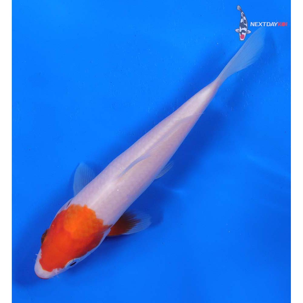 6” Imported Kohaku