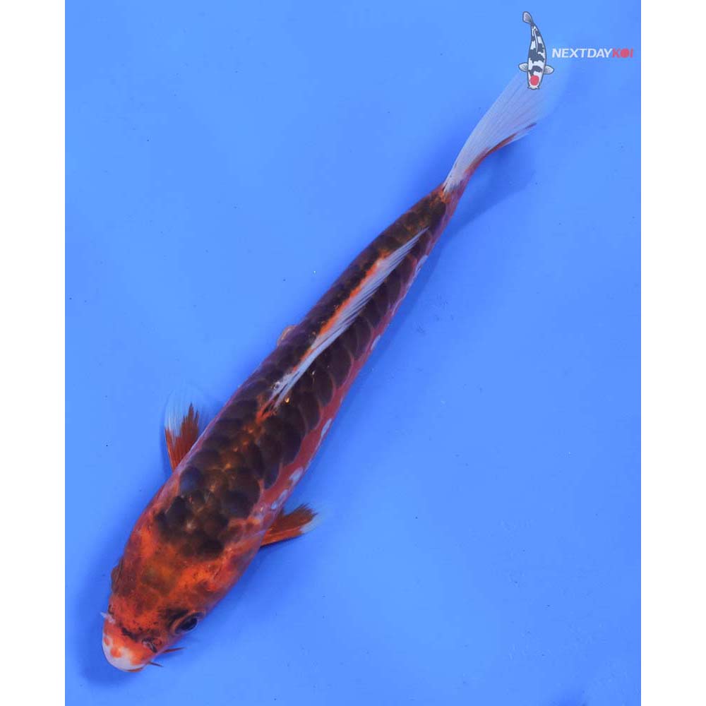 6.5” Imported Hana Shusui