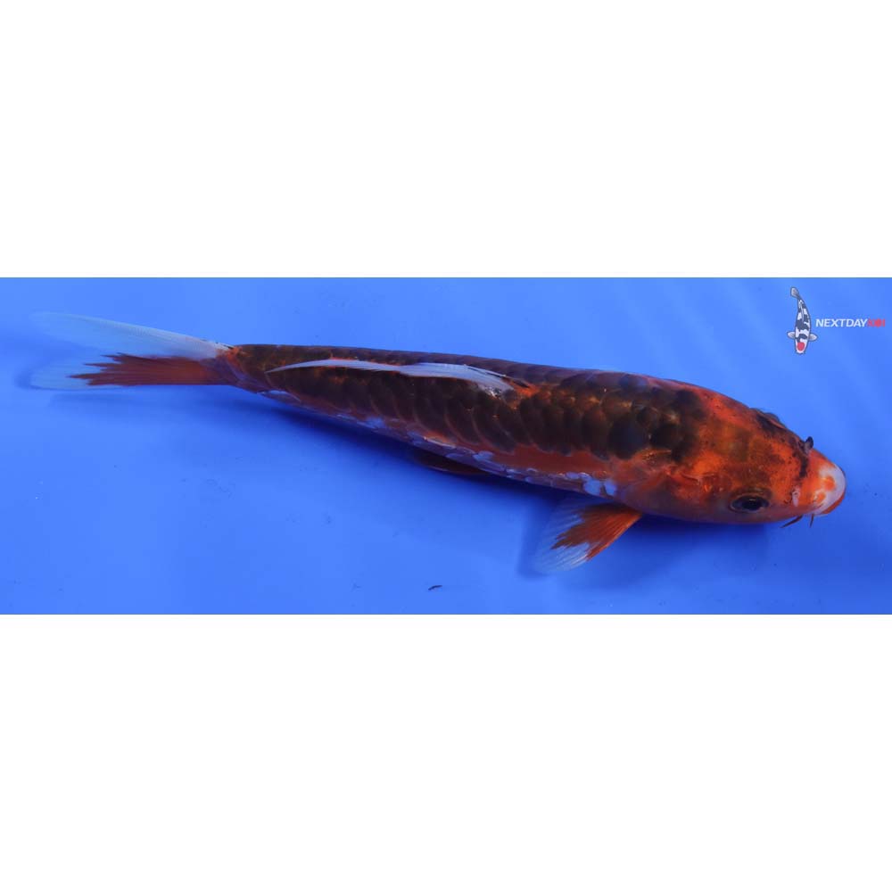 6.5” Imported Hana Shusui