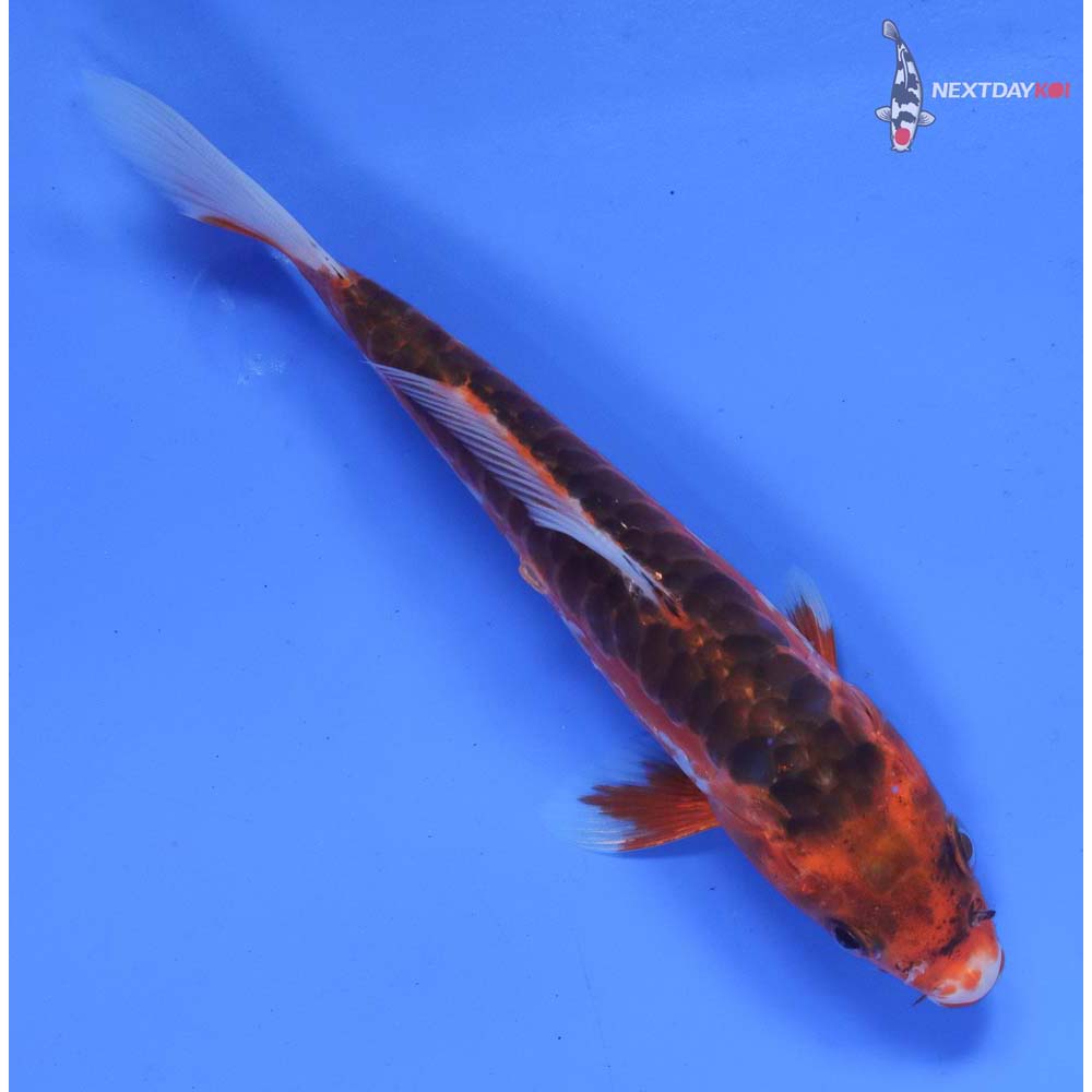 6.5” Imported Hana Shusui