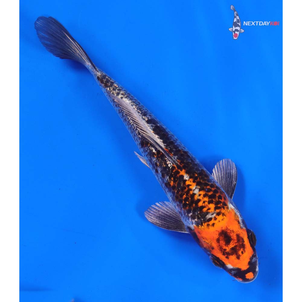 6.5” Imported Kujaku