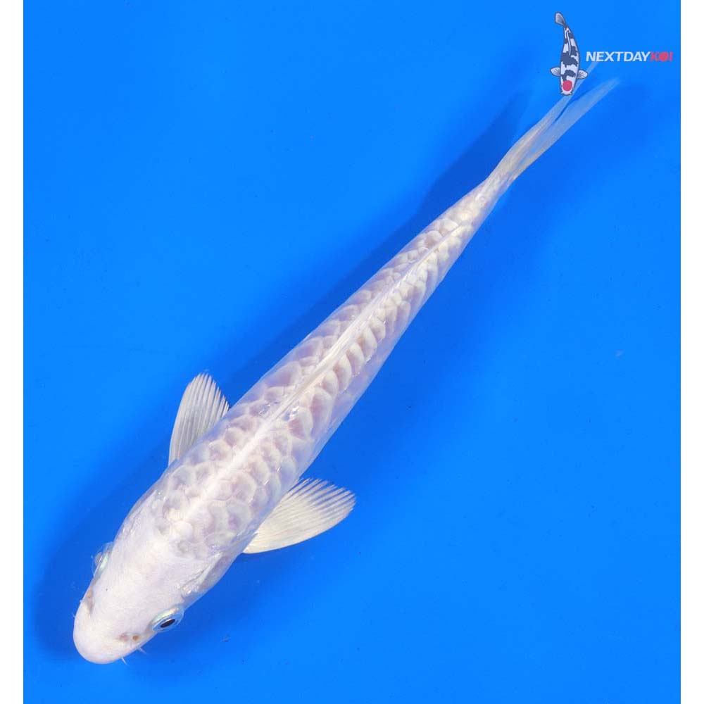 7” Imported Armor Scaled Platinum Ogon