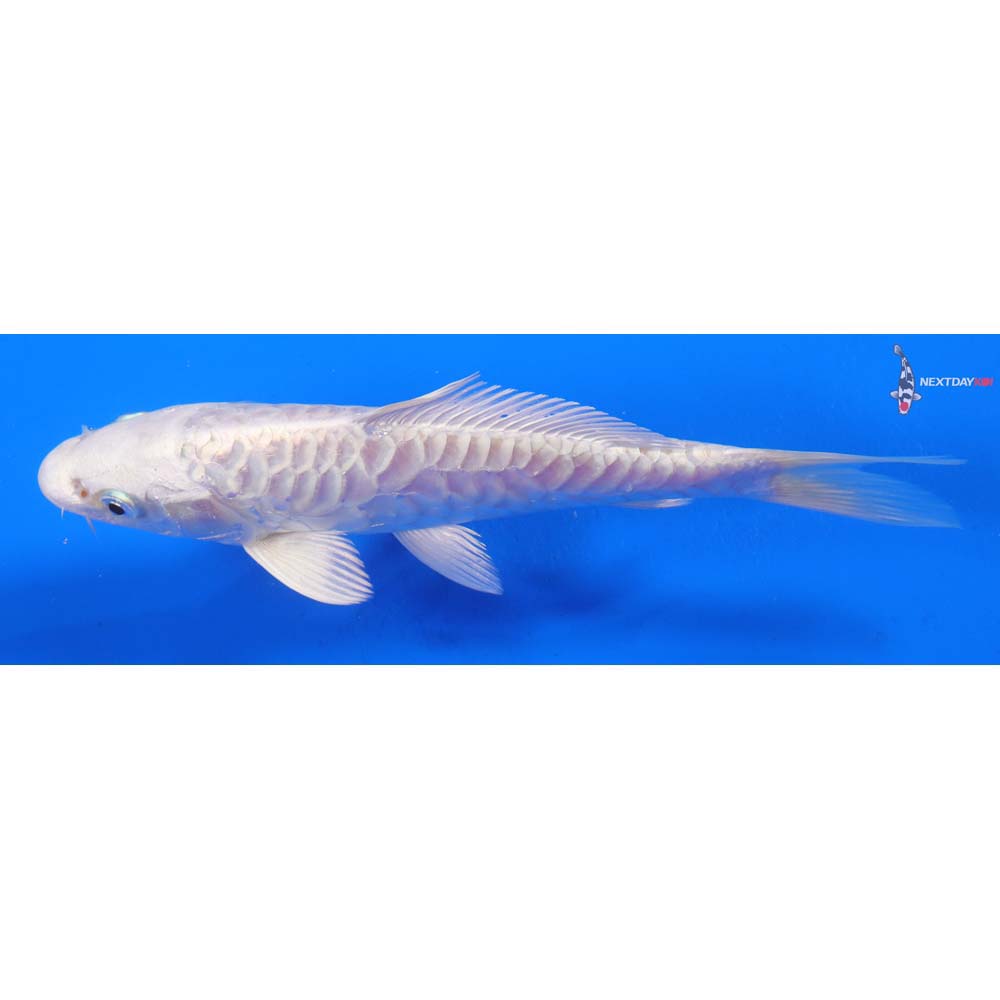 7” Imported Armor Scaled Platinum Ogon