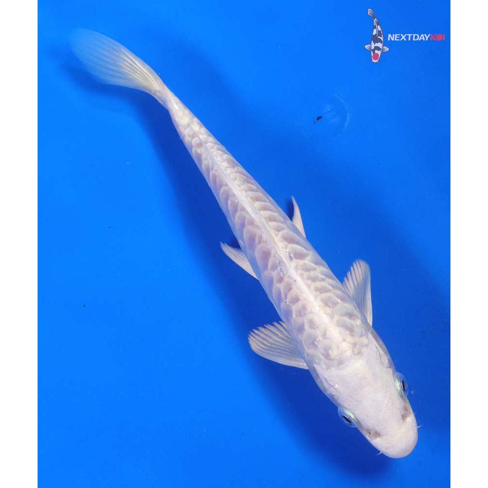 7” Imported Armor Scaled Platinum Ogon