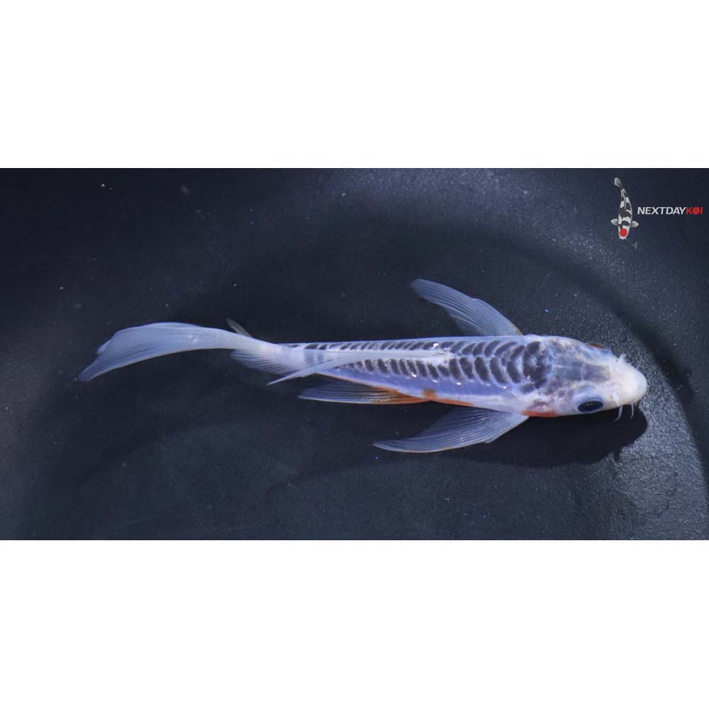 5β Imported Blue Shusui Butterfly Koi